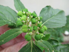 Euphorbia dentata