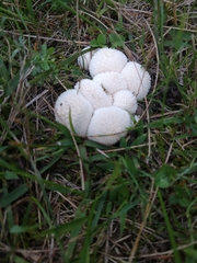 Lycoperdon marginatum