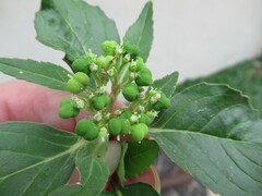 Euphorbia dentata
