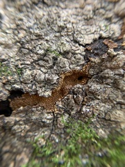 Trichiaceae