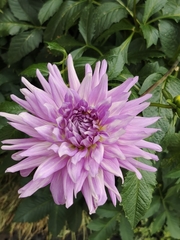 Dahlia pinnata
