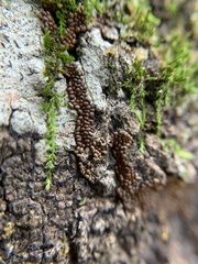 Trichiaceae