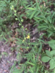 Agrimonia gryposepala