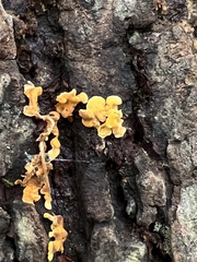 Dacrymyces spathularia