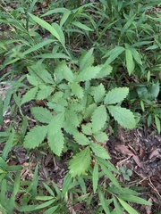 Agrimonia gryposepala