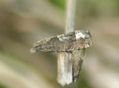 Eucosma parmatana