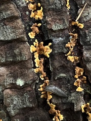 Dacrymyces spathularia