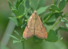 Achyra rantalis