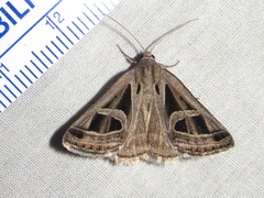 Callistege intercalaris