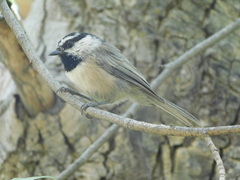 Poecile gambeli