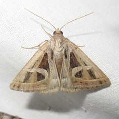 Callistege intercalaris