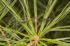 Tipula caloptera