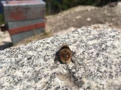 Cephenemyia