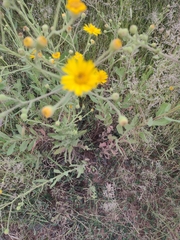 Chrysopsidinae