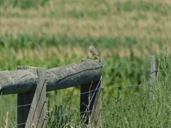 Salpinctes obsoletus