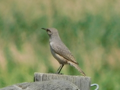 Salpinctes obsoletus