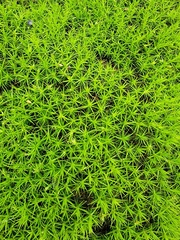 Polytrichum juniperinum