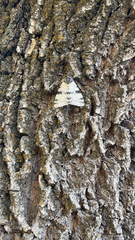 Catocala relicta