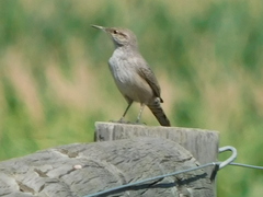 Salpinctes obsoletus