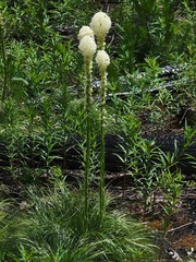 Xerophyllum tenax