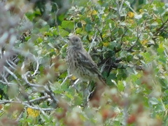 Oreoscoptes montanus