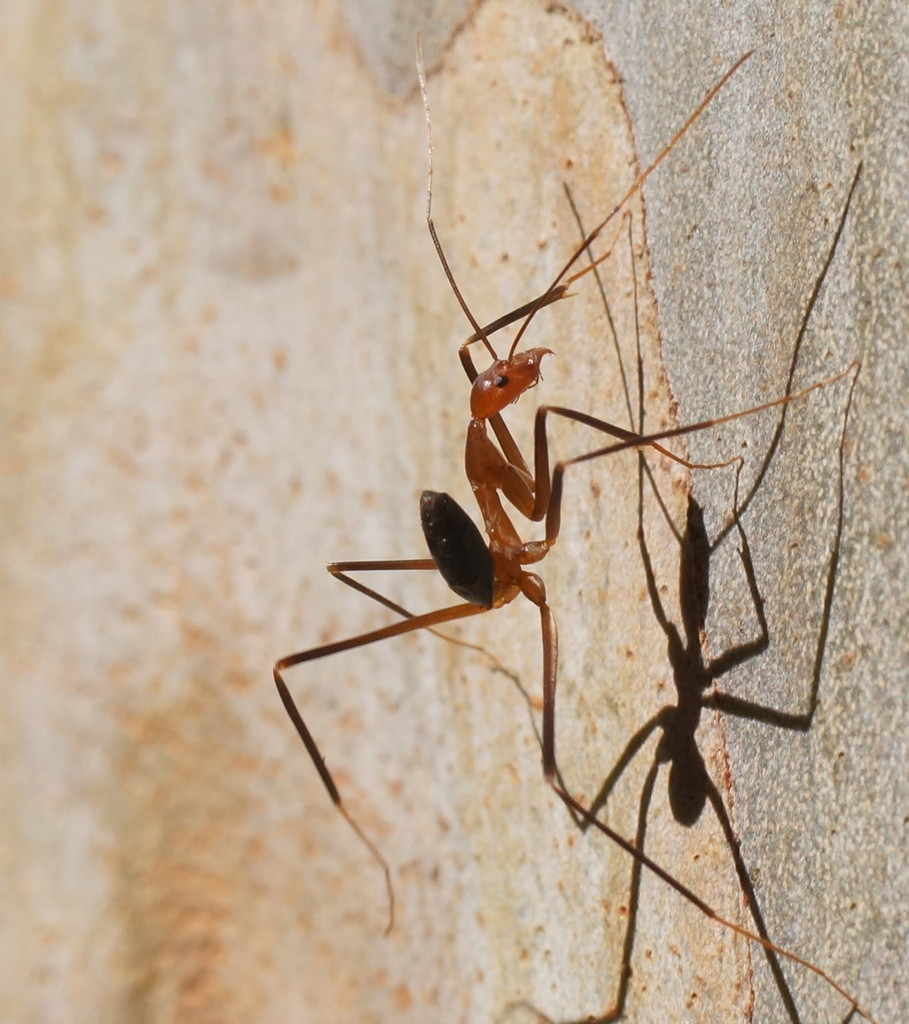 Leptomyrmex varians