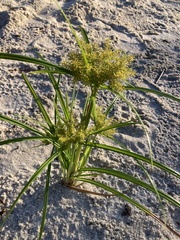 Cyperus odoratus