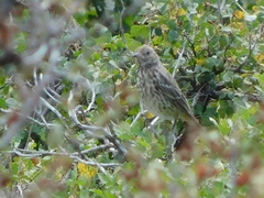 Oreoscoptes montanus