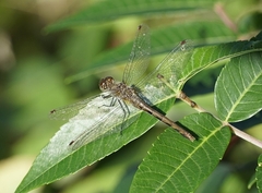 Sympetrum
