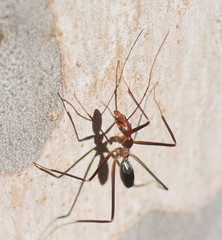 Leptomyrmex varians