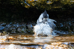 Baeolophus atricristatus