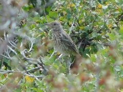 Oreoscoptes montanus