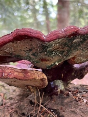 Ganoderma tsugae