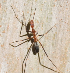 Leptomyrmex varians