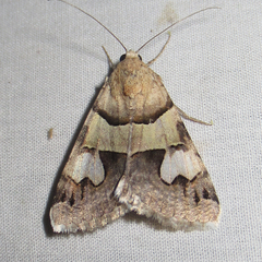 Drasteria pallescens