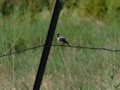 Passerculus sandwichensis