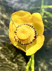 Nuphar polysepala