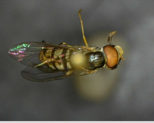 iNaturalist observation photo of Margined Calligrapher
