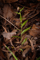 Pterostylis sanguinea