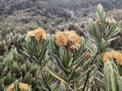 Linochilus rupestris