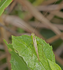 Conocephalus fasciatus