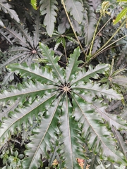 Plerandra elegantissima