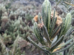 Linochilus rupestris