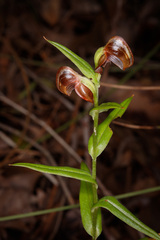 Pterostylis sanguinea
