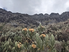 Linochilus rupestris