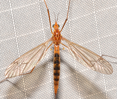 Nephrotoma ferruginea