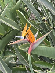 Strelitzia reginae