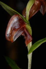 Pterostylis sanguinea