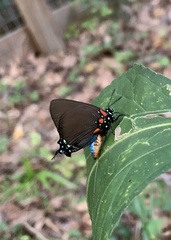 Atlides halesus