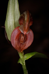 Pterostylis sanguinea